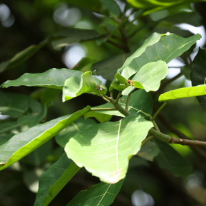 Ficus chlamydocarpa