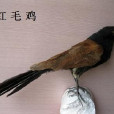 紅毛雞(鵑形目鴉鵑科動物) 紅毛雞(鵑形目鴉鵑科動物)