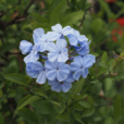 藍花丹 藍花丹