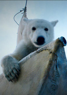 北極大冒險(2016年達科塔·高尤主演電影)