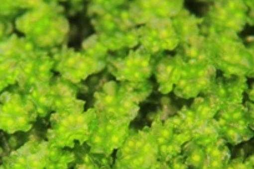 單月苔屬 單月苔屬