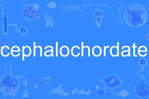 cephalochordate cephalochordate