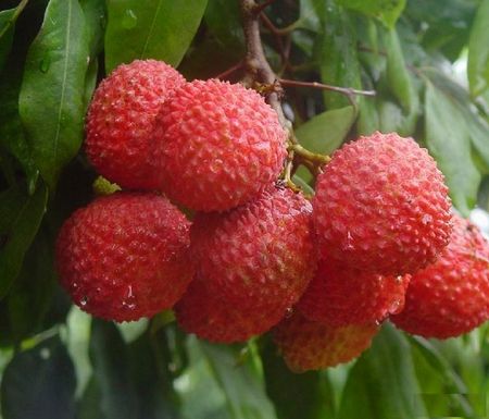 驛傳荔枝 驛傳荔枝