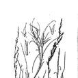 箱根亂子草 箱根亂子草