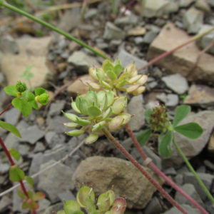 Alyssum umbellatum