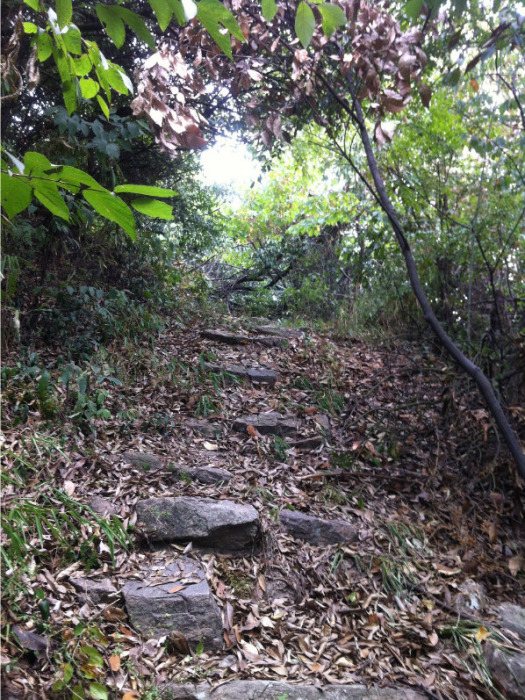 葉家山古道 葉家山古道