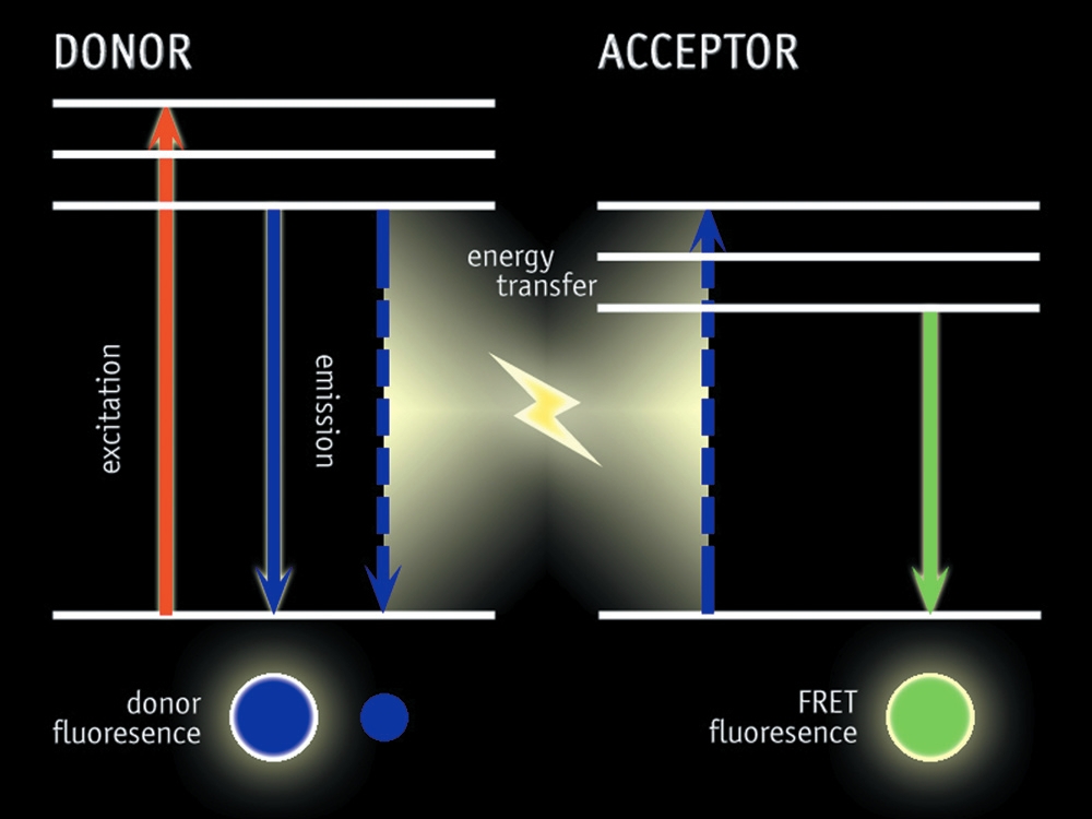 螢光共振能量轉移原理示意圖