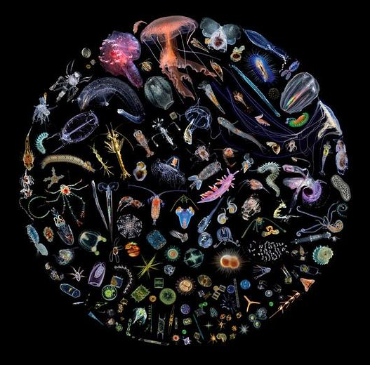Racing Extinction (Original Motion Picture Soundtrack) Racing Extinction (Original Motion Picture Soundtrack)