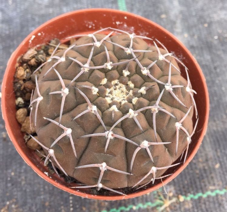 守殿玉