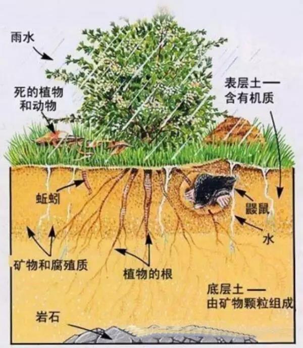 土壤腐殖質