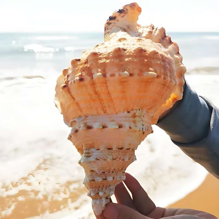 趕海阿康