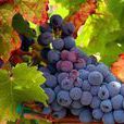 Tempranillo Tempranillo