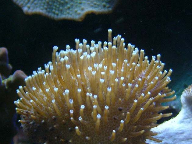 軟珊瑚
