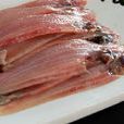 牛舌頭魚 牛舌頭魚