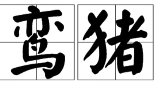 鸞豬 鸞豬