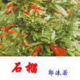 地石榴花(地石榴花) 地石榴花(地石榴花)