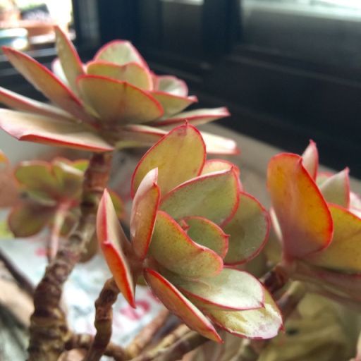 吻(景天科擬石蓮屬植物) 吻(景天科擬石蓮屬植物)