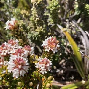 Archeria serpyllifolia