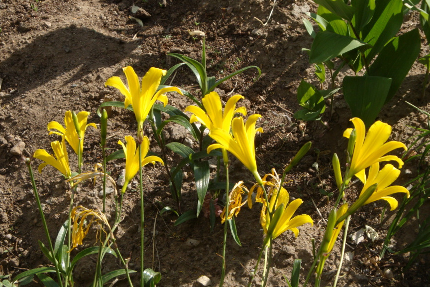 YN黃花-041 YN黃花-041