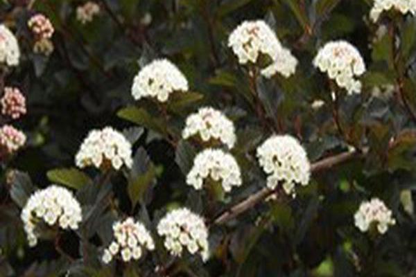Physocarpus opulifolius \x27Seward\x27 SUMMER WINE Physocarpus opulifolius \x27Seward\x27 SUMMER WINE