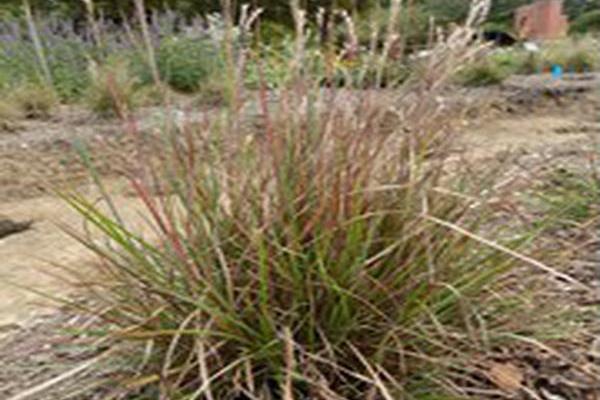 Schizachyrium scoparium \x27Prairie Munchkin\x27 Schizachyrium scoparium \x27Prairie Munchkin\x27