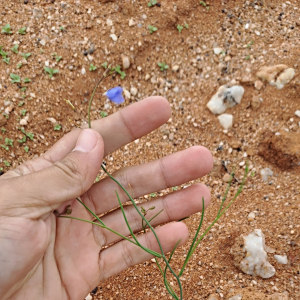 Heliophila leptophylla