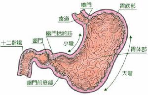 胃部剖面圖