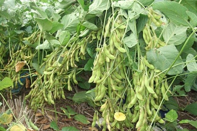 豫豆18號 豫豆18號