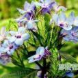 毛冠可愛花 毛冠可愛花