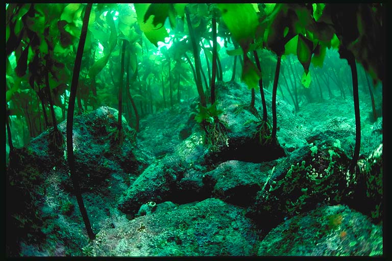 海藻森林(地理生態區域)
