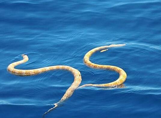 短鼻海蛇
