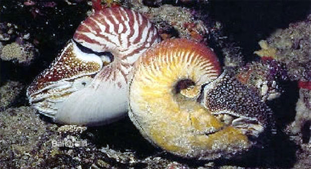 鸚鵡螺目