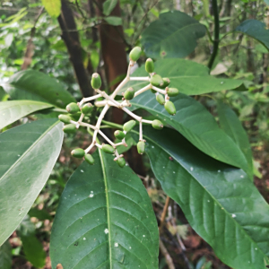 Chassalia corallioides