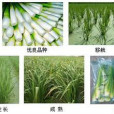 茭白寄秧 茭白寄秧