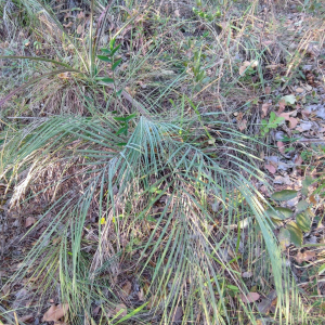 Butia matogrossensis