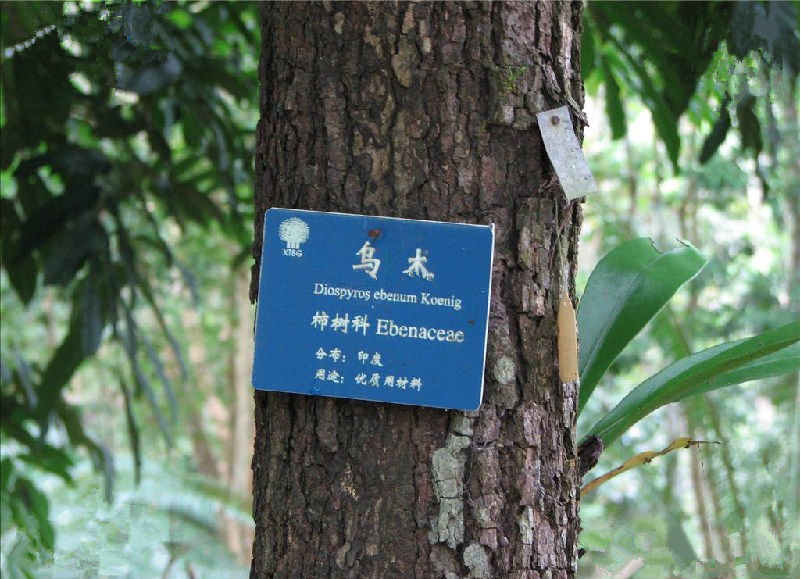 烏木屑 烏木屑