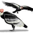 畸鳥 畸鳥