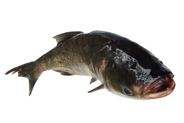 洪門鱅魚 洪門鱅魚