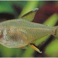 檸檬燈魚 檸檬燈魚