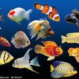熱帶魚(熱帶水域生活魚類總稱)