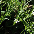 百蕊草(檀香目檀香科植物) 百蕊草(檀香目檀香科植物)