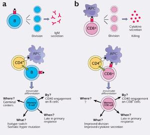 CD8 細胞和B 細胞的記憶