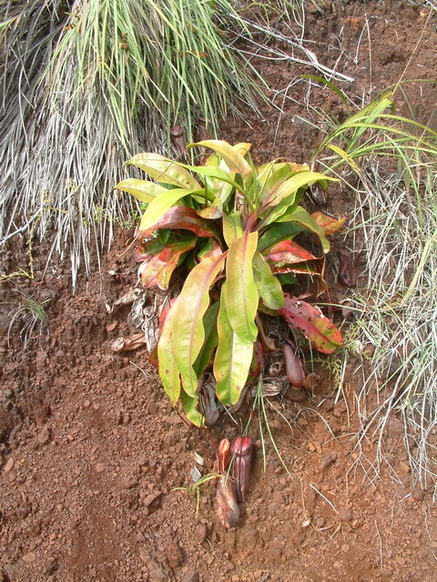 生長於粘土上的紐幾內亞豬籠草