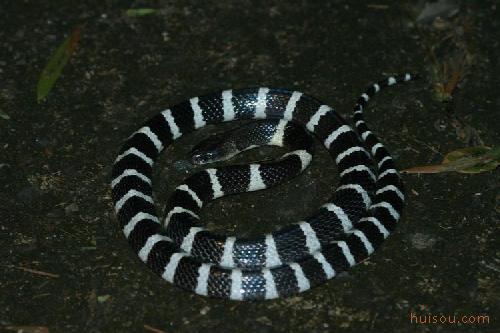 銀環蛇