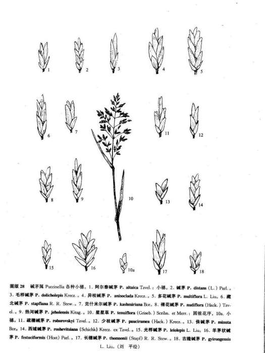 毛稃鹼茅 毛稃鹼茅