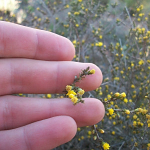 Marasmodes spinosa