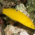 黃龍魚 黃龍魚
