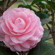 重瓣花 重瓣花