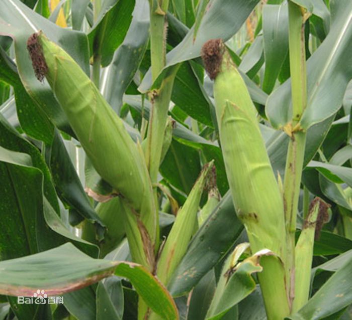 幫豪玉909 幫豪玉909
