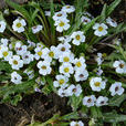 高山辣根菜 高山辣根菜